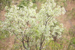 Wrightia tinctoria